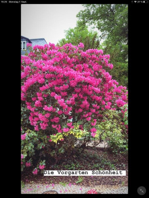 IMG_0336.PNG