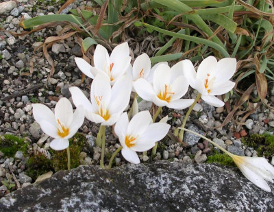 Crocus pulchellus Michael Hoog 01.10.21.JPG