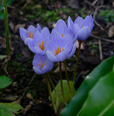 DSC_3042_DxO.jpg