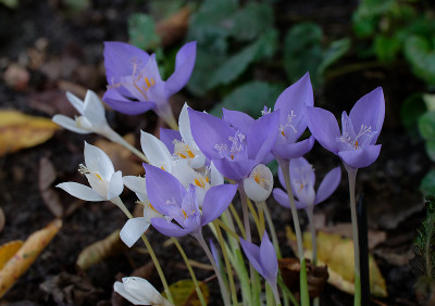 DSC_3066_DxO.jpg