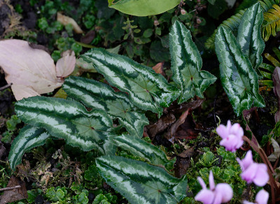DSC_3060_DxO.jpg