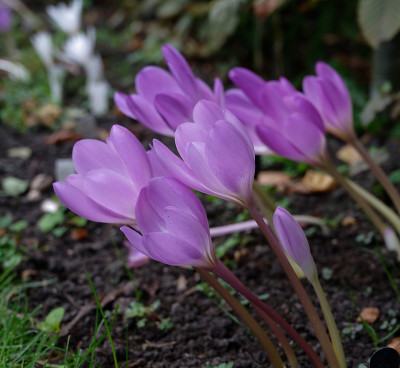 DSC_3053_DxO.jpg
