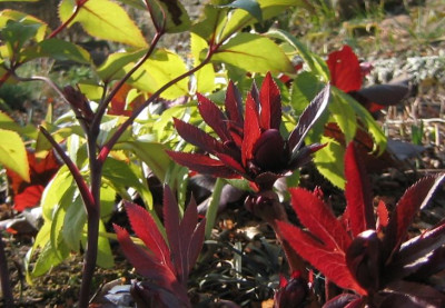 Helleborus_orientalis_20080113.jpg