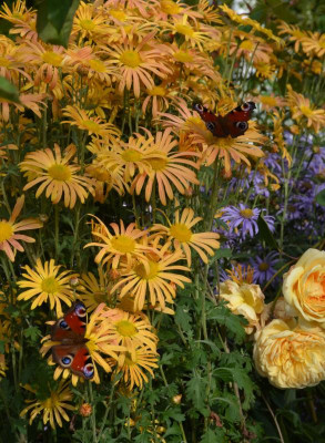 Chrysanthemum-MaryStoker.21-1.jpg