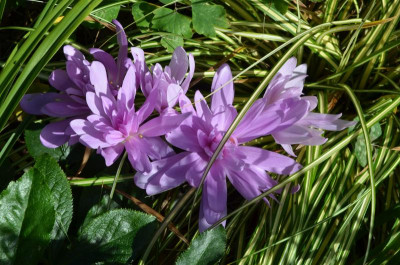 Colchicum-Waterlily21-2.jpg