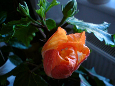 DSC00237.JPG