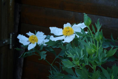 DSCF5204.JPG