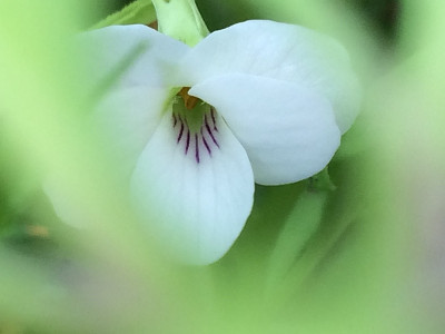 2021-10-02 Viola chaerophylloides sieboldiana 1.jpg