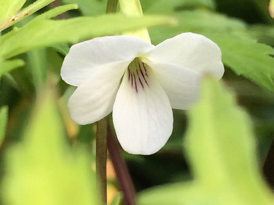 2021-10-02 Viola chaerophylloides sieboldiana 2.jpg