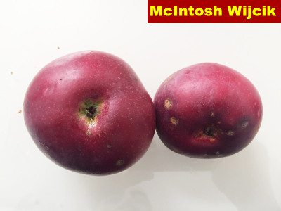 McIntosh Wijcik01.jpg