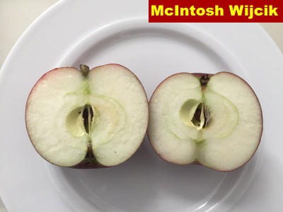 McIntosh Wijcik02.jpg