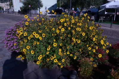 helianthus oder2.jpg