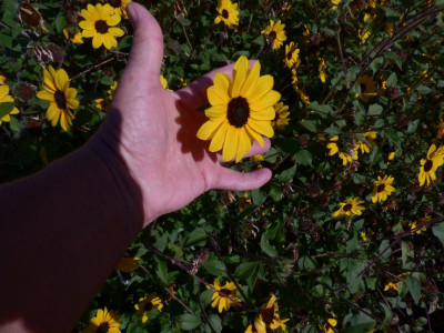 helianthus oder.jpg