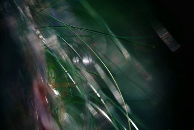 Gras_auf_Fels_in_Sonne_und_Wind_1_09-02-2008.jpg