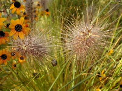 Pennisetum_Tau.jpg