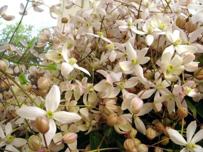 armandii_07.jpg