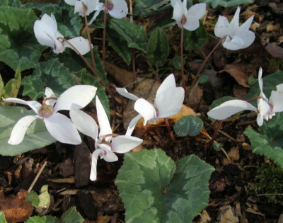 Cyclamen hederifolium weiss Flügel.jpg