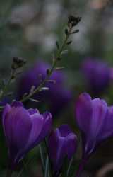 Krokusse_violett_und_Erysimum.jpg