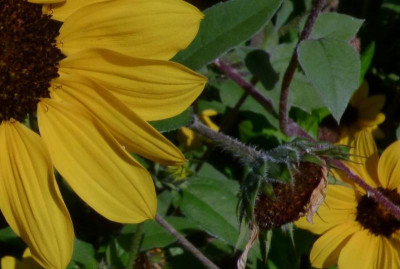 sonnenblume oder.jpg