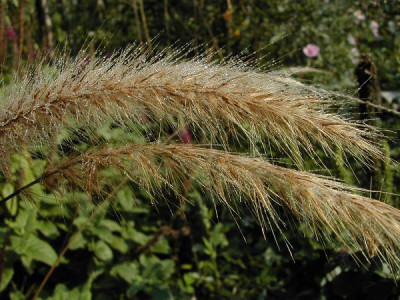 Pennisetum_setaceum_rubrum_Tau.jpg