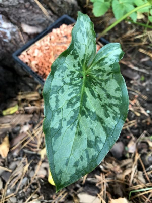 Arum concinnatum ‘Agia Varvara’.JPG