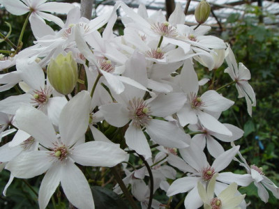 Cl_armandii_china_00010.JPG
