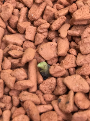 Arum pictum.JPG