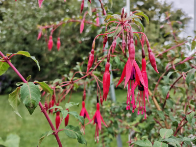 Fuchsie Ebertpark Blüte.jpg