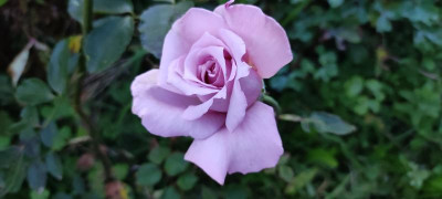 IMG_20211001_190621.jpg