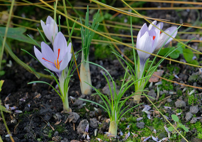 DSC_3087_DxO.jpg