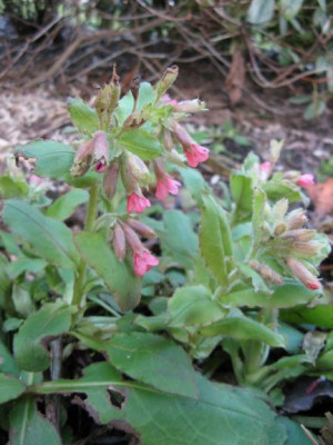 Pulmonaria_rubra1.jpg