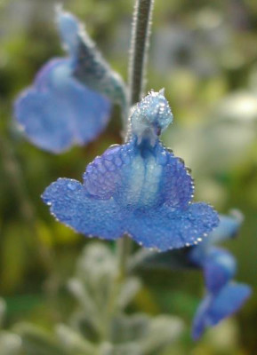Salvia_chamaedryoides.jpg