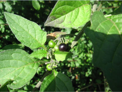 Solanum nigrum.JPG