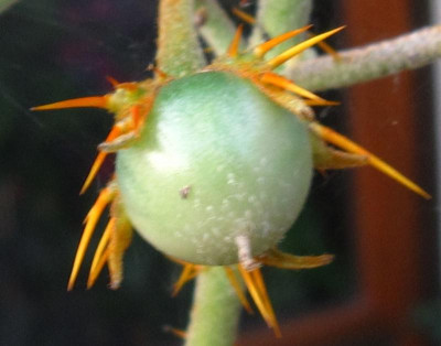 Solanum2.JPG