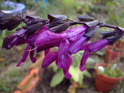 Salvia_Purple_Emperor.jpg
