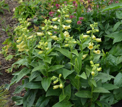 Digitalis_ambigua-Carillon.15-2.jpg