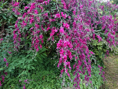 Lespedeza 5.10..JPG