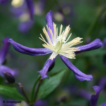 06_Clematis-x-aromatica-2006-06-15_5326.jpg