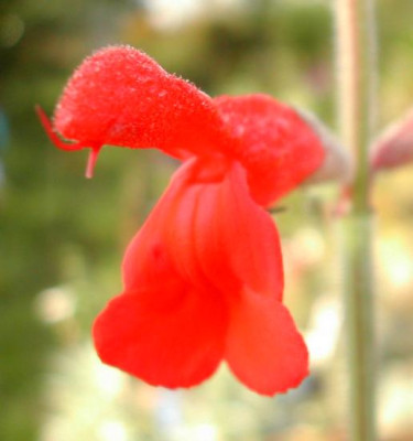 Salvia_darcyi.jpg