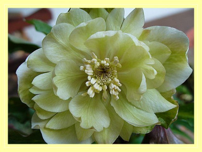 helleborus_20080006.jpg