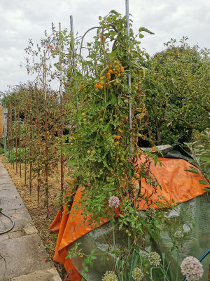 Tomaten20211003.jpg