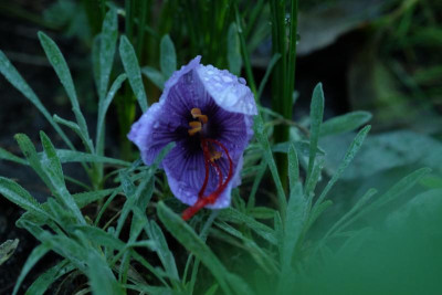 DSCF5220.JPG