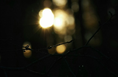 Sonne_im_Geast_des_Waldes_1_09-02-2008.jpg