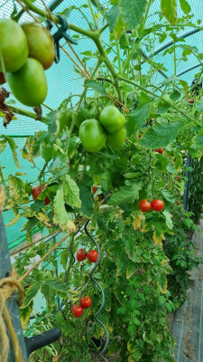 Tomatenhaus.jpg