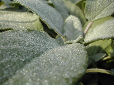 Salvia_officinalis.jpg