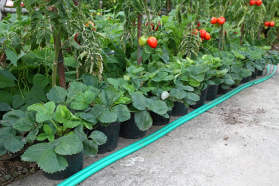 Erdbeeren Senker.JPG