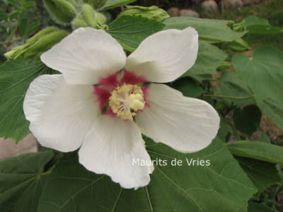 Paramutabilis.jpg