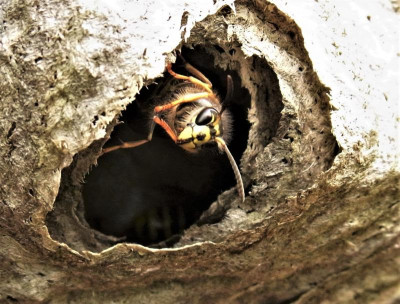 Wespen Vogelkasten_RIMG0125.JPG