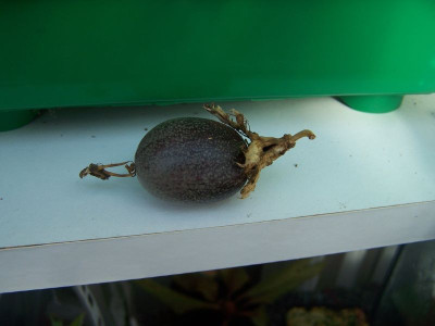 100_0923_Passiflora_edulis_fruit__800.jpg