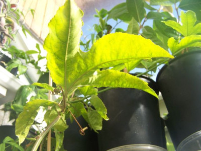 100_0924_Passiflora_edulis_leaf__640.jpg